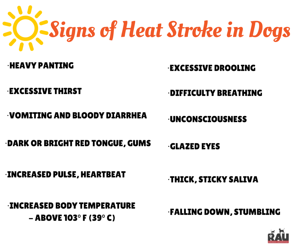 Signs of Heatstroke in Dogs Rau Animal Hospital